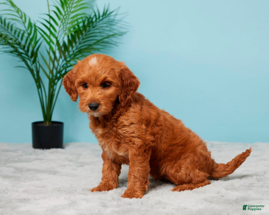 Mini Goldendoodle dogs for sale: Megan - Image 5