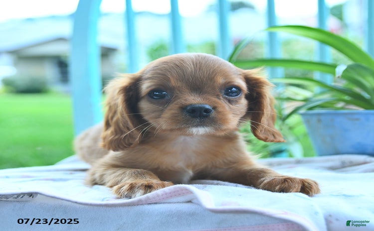 Cavalier King Charles Spaniel dogs for sale - Ad 1