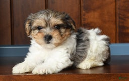 Yorkiepoo dogs for sale: Baxter - Image 7