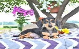 Miniature Dachshund dogs for sale: Cola - Image 25