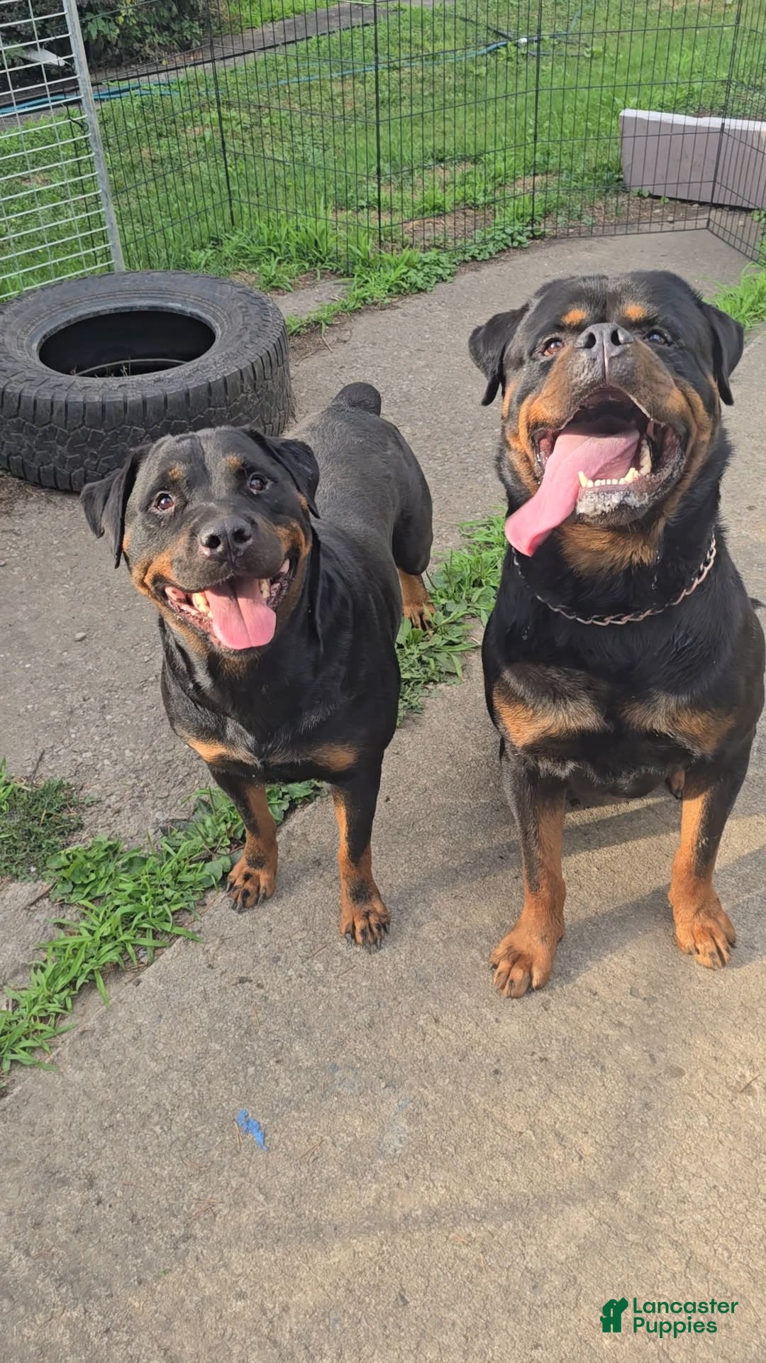 Rottweiler dogs for sale: Princess Astoria-doneyuno - Image 3