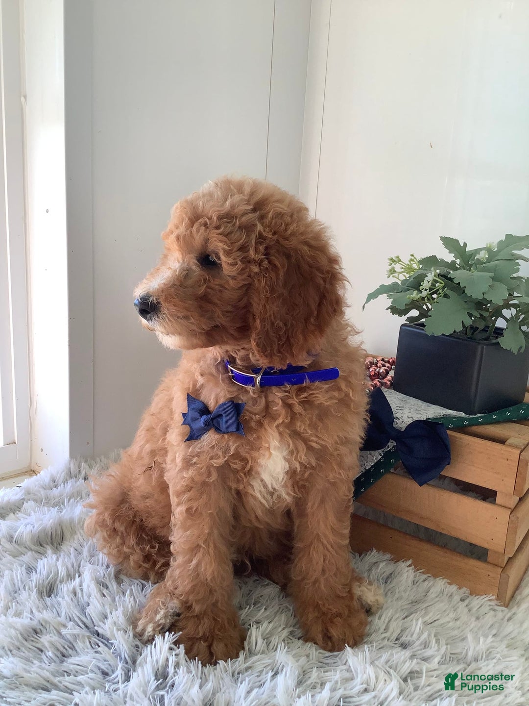 Goldendoodle dogs for sale: Kobe F2b - Image 7