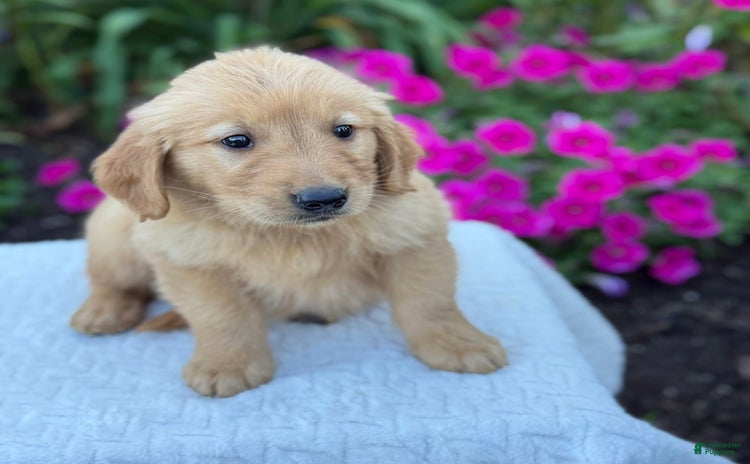 Golden Retriever dogs for sale - Ad 5