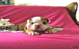 English Bulldog dogs for sale: Kathy - Image 2
