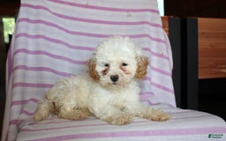 Cockapoo dogs for sale: Lily - Image 3