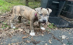 American Bully dogs for sale: Majestic - Image 16