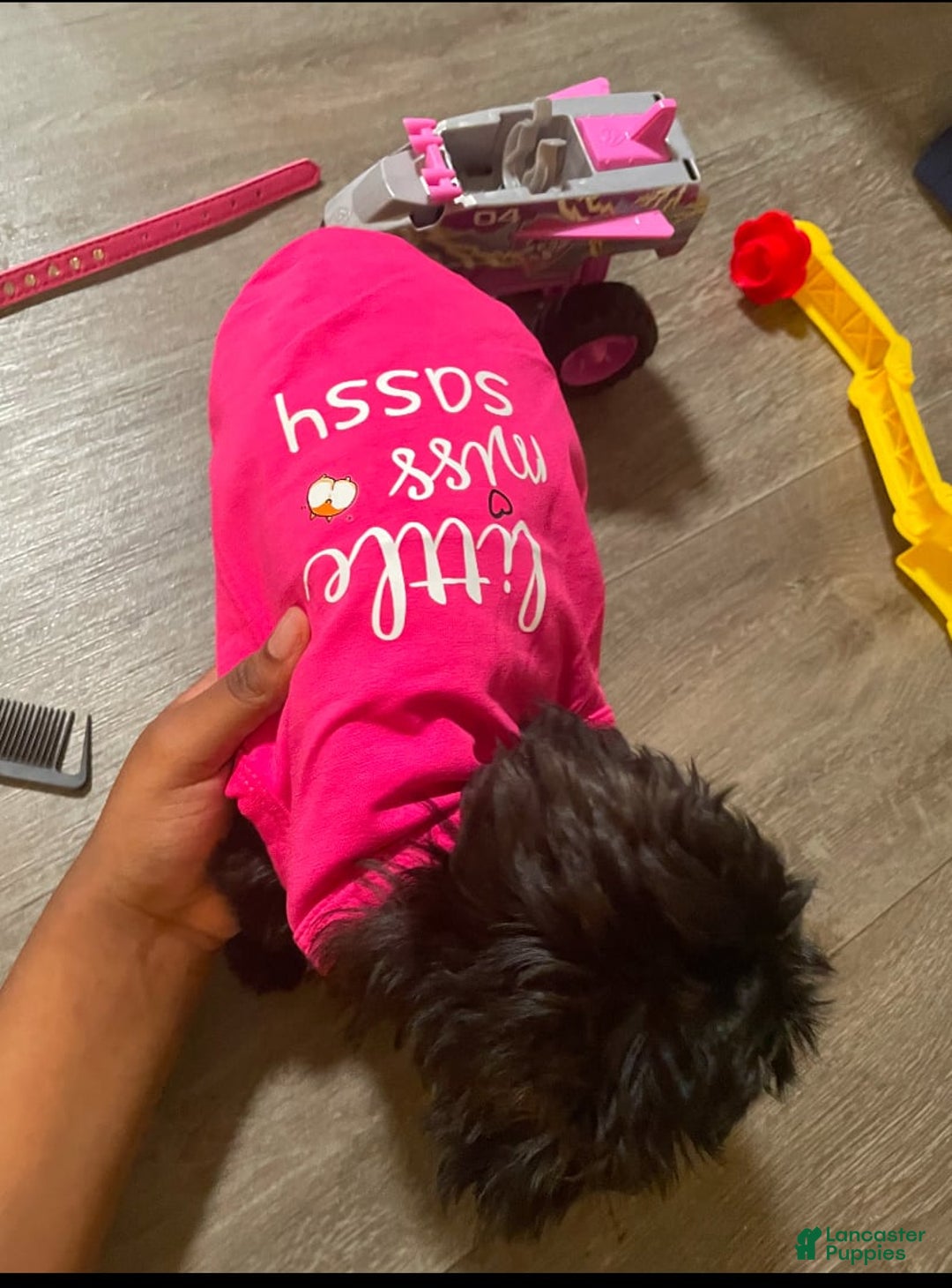 Yorkiepoo dogs for sale: Sarabi - Image 3