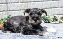 Miniature Schnauzer dogs for sale: Ruby - Image 1