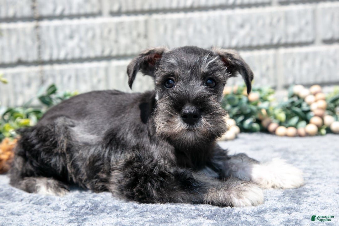 Miniature Schnauzer dogs for sale: Ruby - Image 1