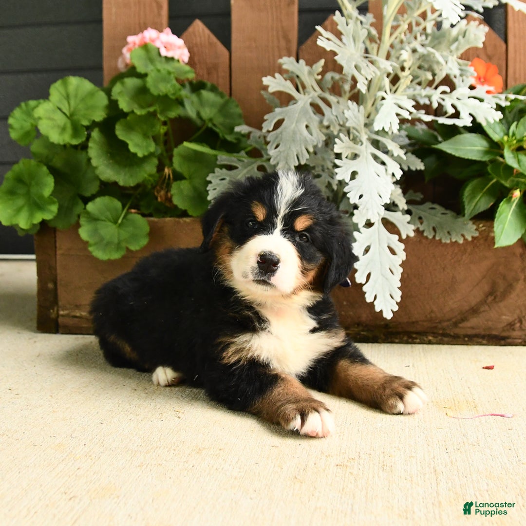 Bernese Mountain Dog dogs for sale: Molly - Image 2