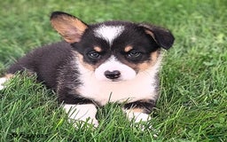 Welsh Corgi Pembroke dogs for sale: Rachelle - Image 3