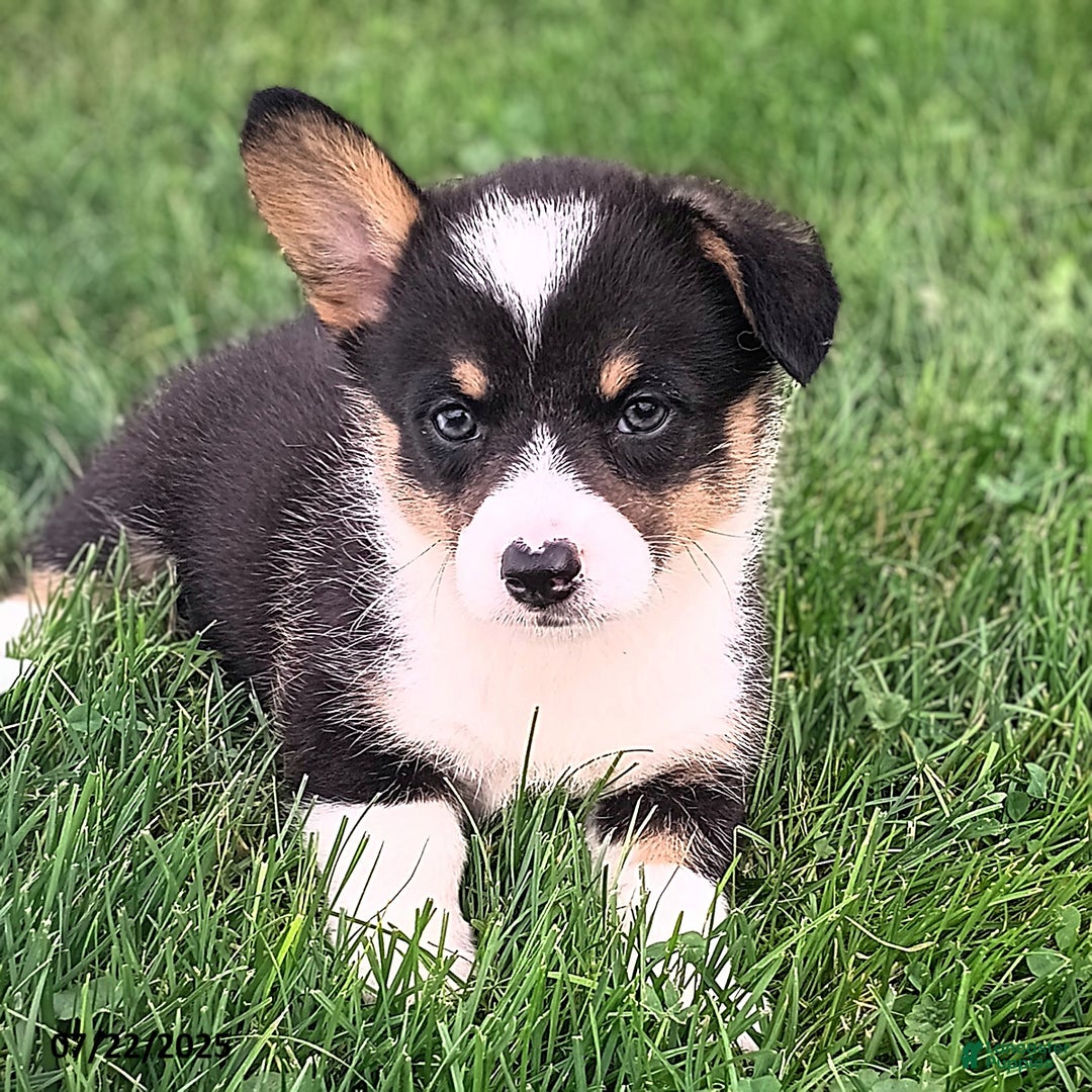 Welsh Corgi Pembroke dogs for sale: Rachelle - Image 3