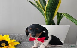 Dachshund dogs for sale: Lil Peanut - Image 33