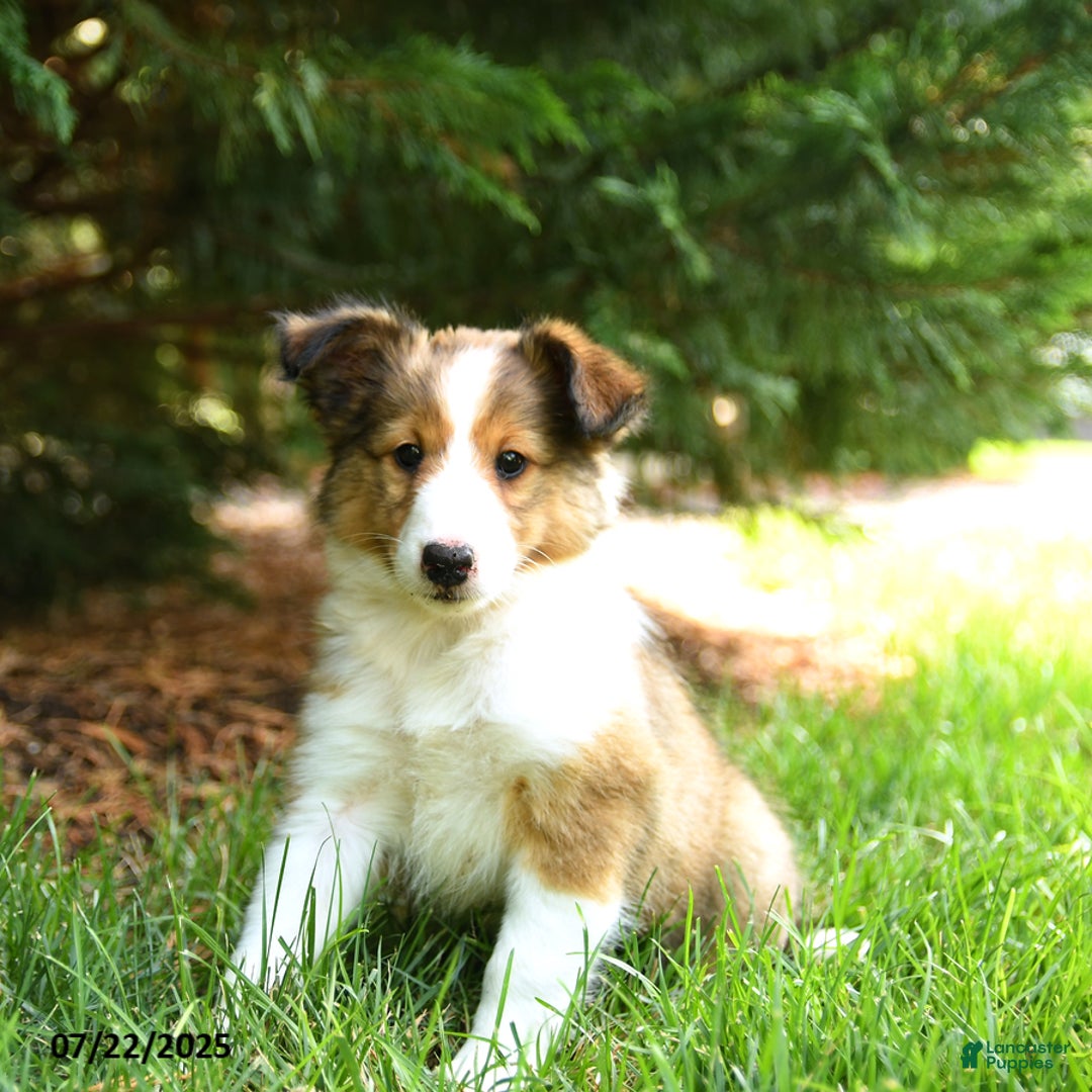 Shetland Sheepdog dogs for sale: Lira - Image 1