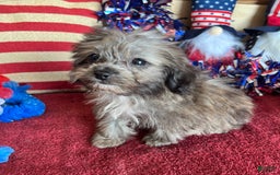 Maltipoo dogs for sale: Frosty - Image 4