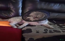 Miniature Poodle dogs for sale: Champ - Image 2