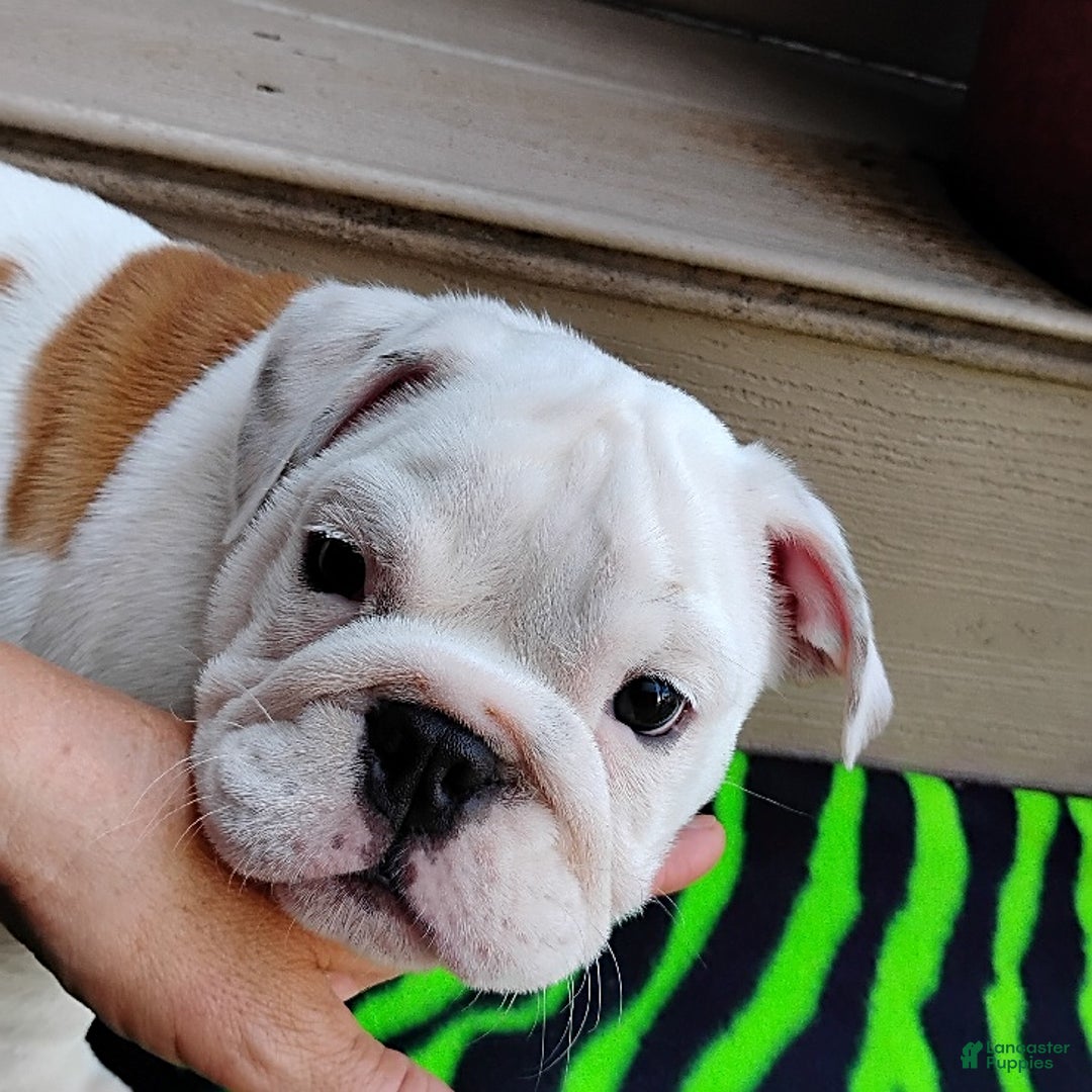 English Bulldog dogs for sale: Rock - Image 9