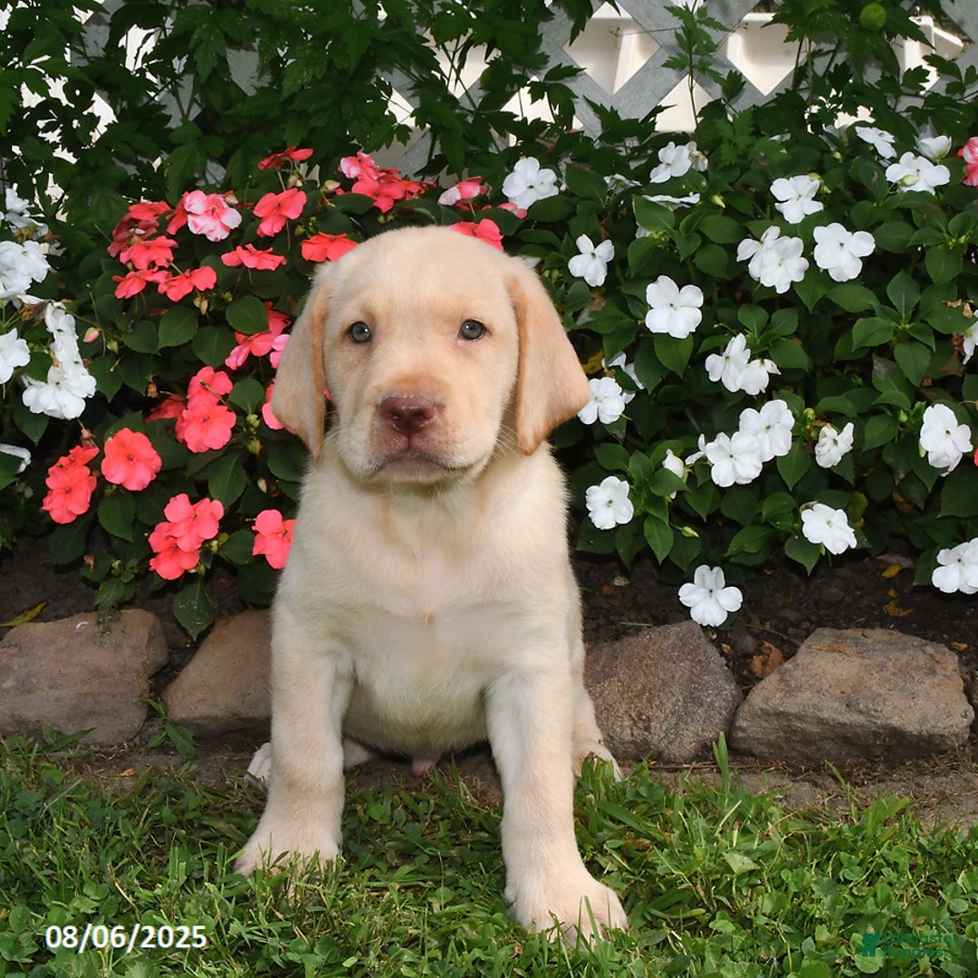 Labrador Retriever dogs for sale: Labrador Retriever 9 puppies - Image 4