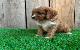 Cavapoo dogs for sale: Taylor - Image 3