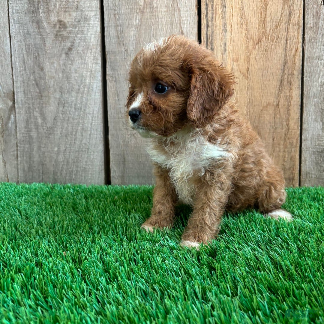 Cavapoo dogs for sale: Taylor - Image 3