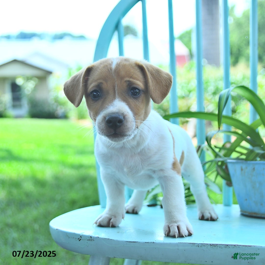 Jack Russell Terrier dogs for sale: Mia - Image 3