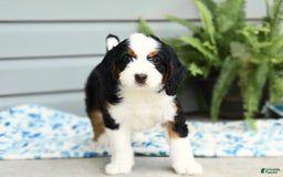 Bernedoodle dogs for sale: Ginger - Image 6