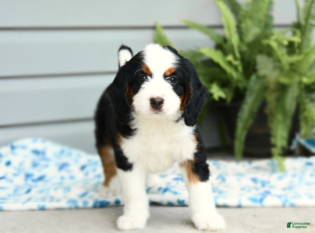 Bernedoodle dogs for sale: Ginger - Image 6