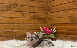 French Bulldog dogs for sale: Nila - Image 16