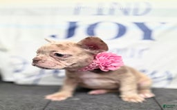 French Bulldog dogs for sale: Barbee - Image 3
