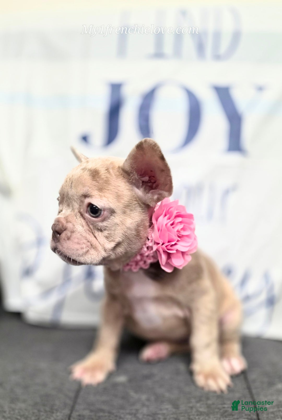 French Bulldog dogs for sale: Barbee - Image 3