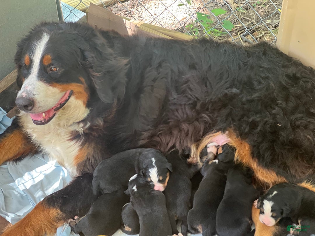 Bernese Mountain Dog dogs for sale: Elsa - Image 13