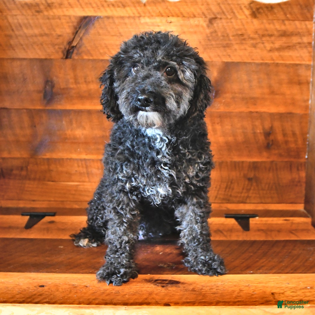 Miniature Poodle dogs for sale: Biscuit - Image 4