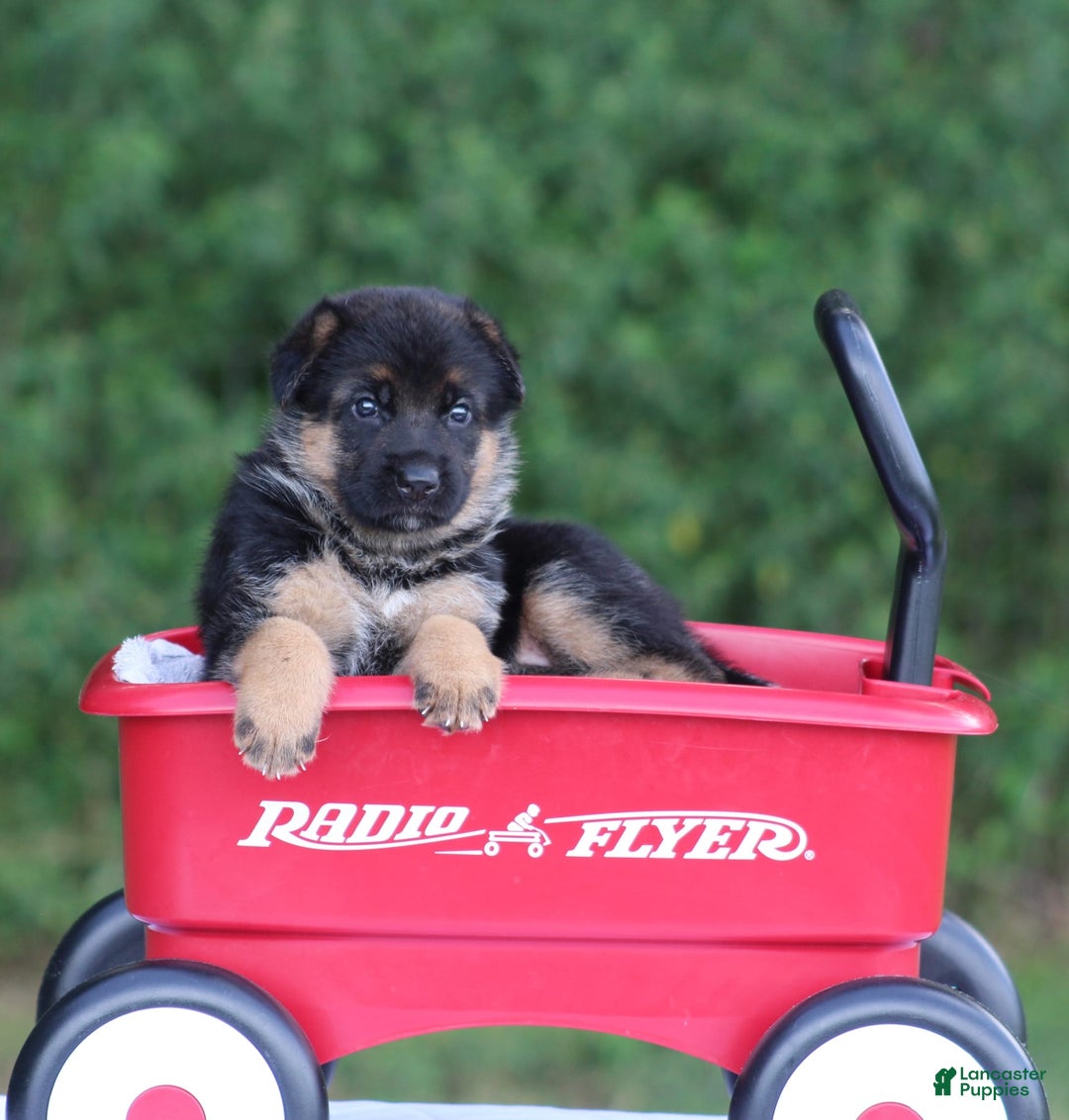 German Shepherd dogs for sale: Jayla - Image 8
