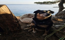 Jug dogs for sale: Paco de Lucia - Image 2