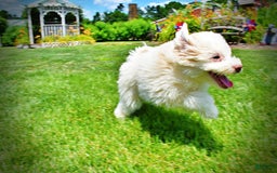 Havapoo dogs for sale: Valiant - Image 6
