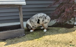 Miniature Australian Shepherd dogs for sale: Chase - Image 4