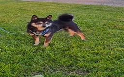 Shiba Inu dogs for sale: Reva - Image 5