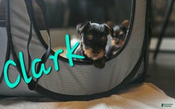 Yorkshire Terrier dogs for sale: Clark - Image 5