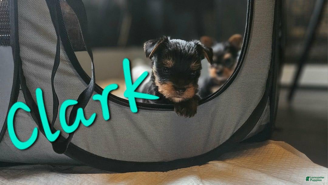 Yorkshire Terrier dogs for sale: Clark - Image 5