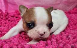 French Bulldog dogs for sale: Summer - Image 5