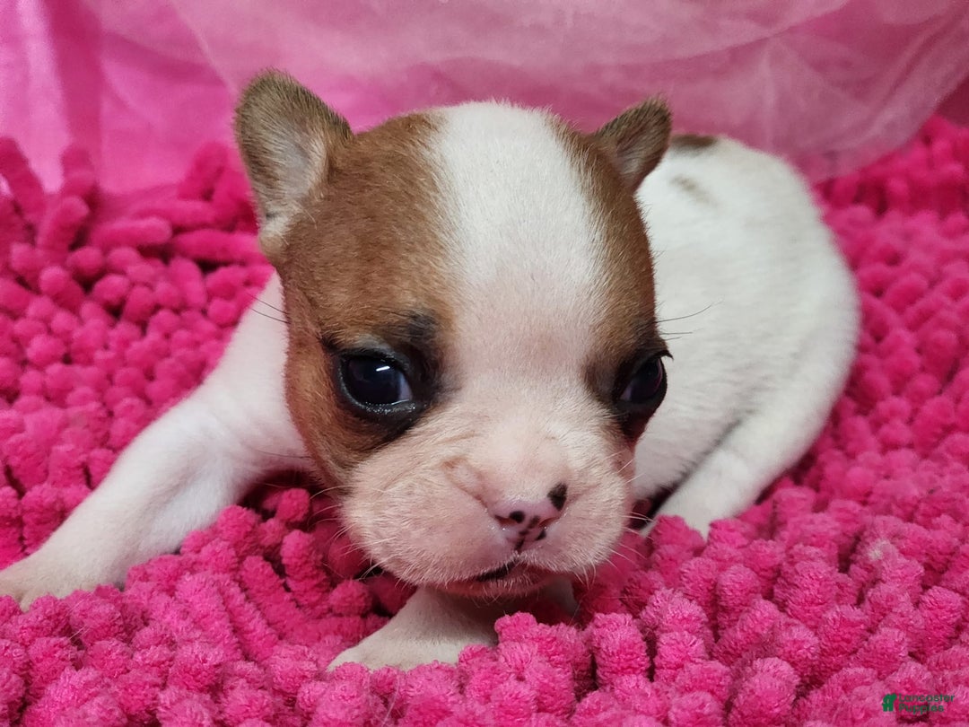 French Bulldog dogs for sale: Summer - Image 5
