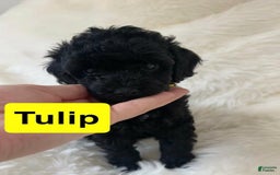 Cavapoo dogs for sale: Tulip - Image 5