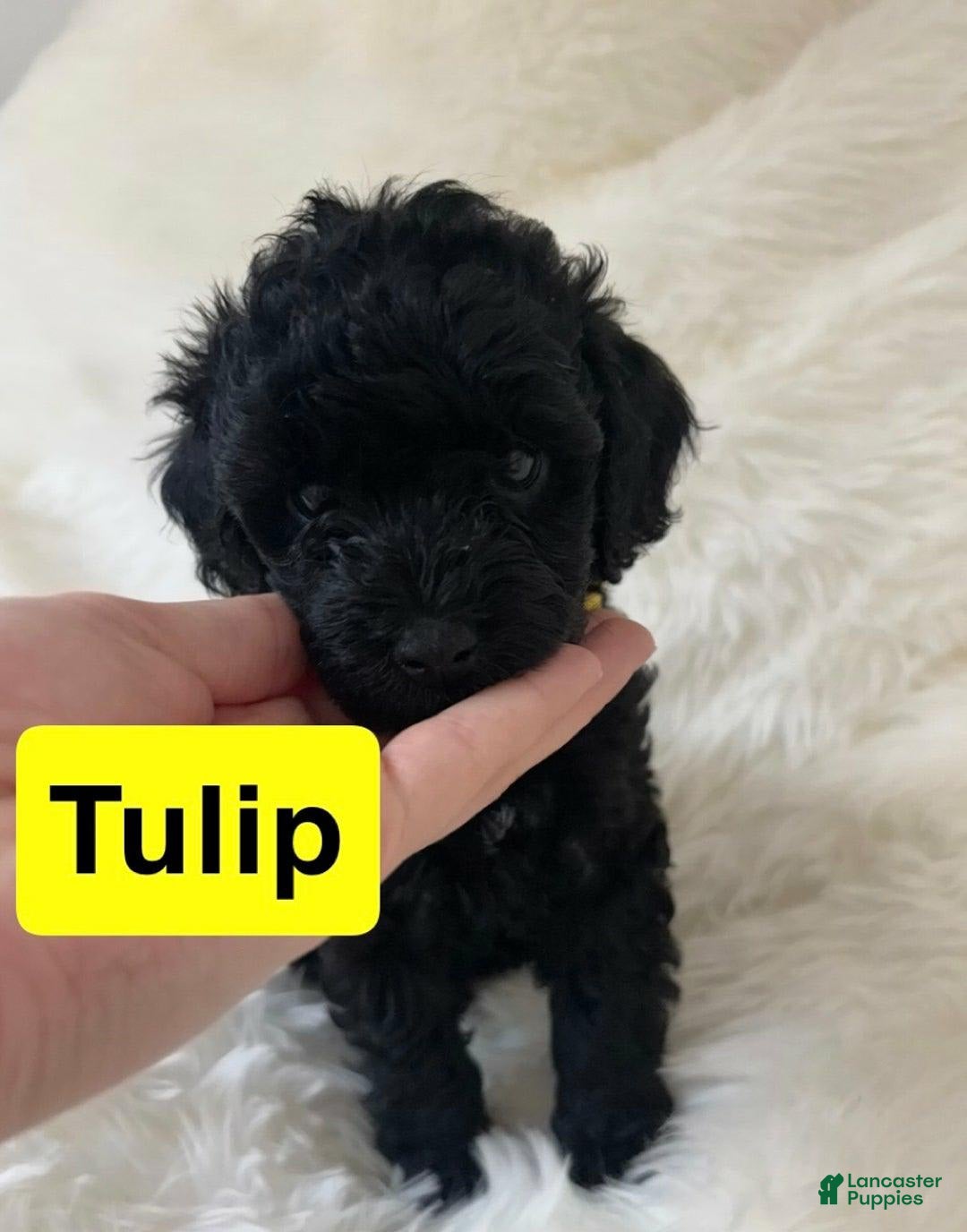 Cavapoo dogs for sale: Tulip - Image 5