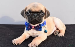 Pug dogs for sale: Pug 2 puppies - Image 1