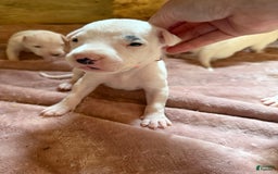 Dogo Argentino dogs for sale: M4 - Image 3