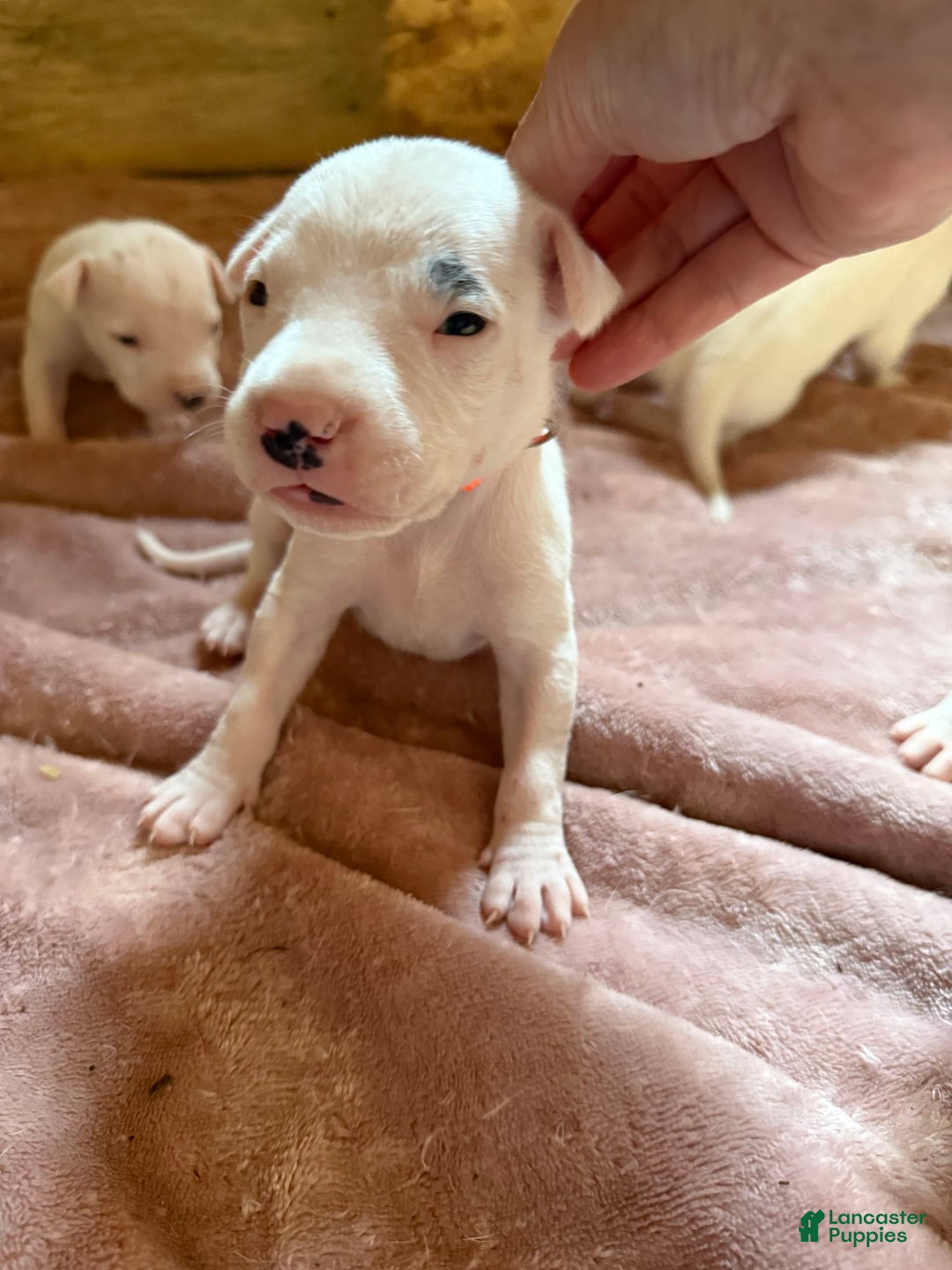 Dogo Argentino dogs for sale: M4 - Image 3