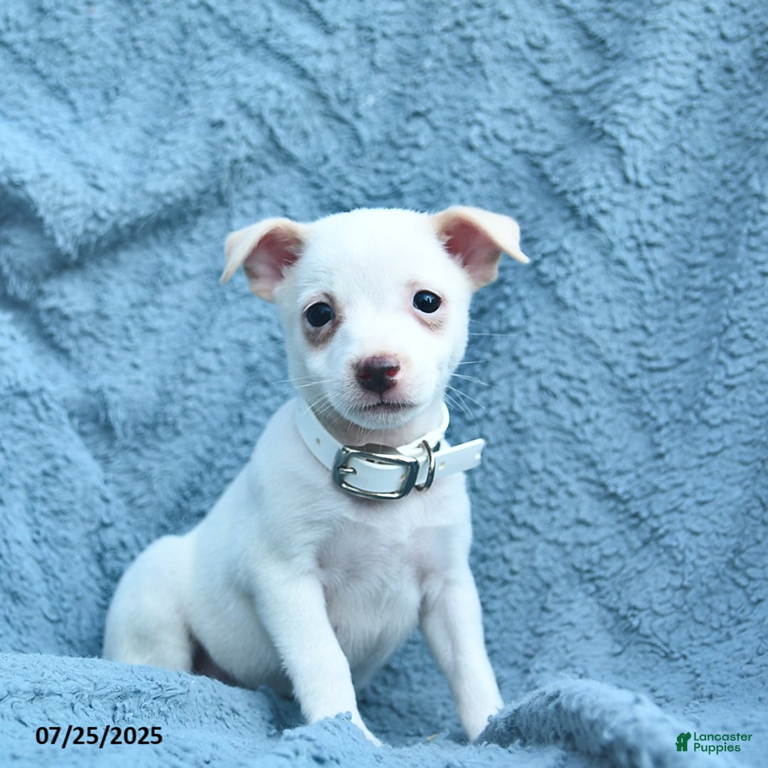 Toy Fox Terrier dogs for sale: Sage - Image 2