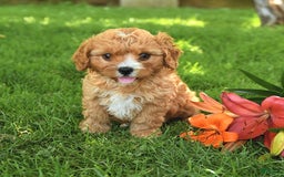 Cavapoo dogs for sale: Cuddles - Image 6