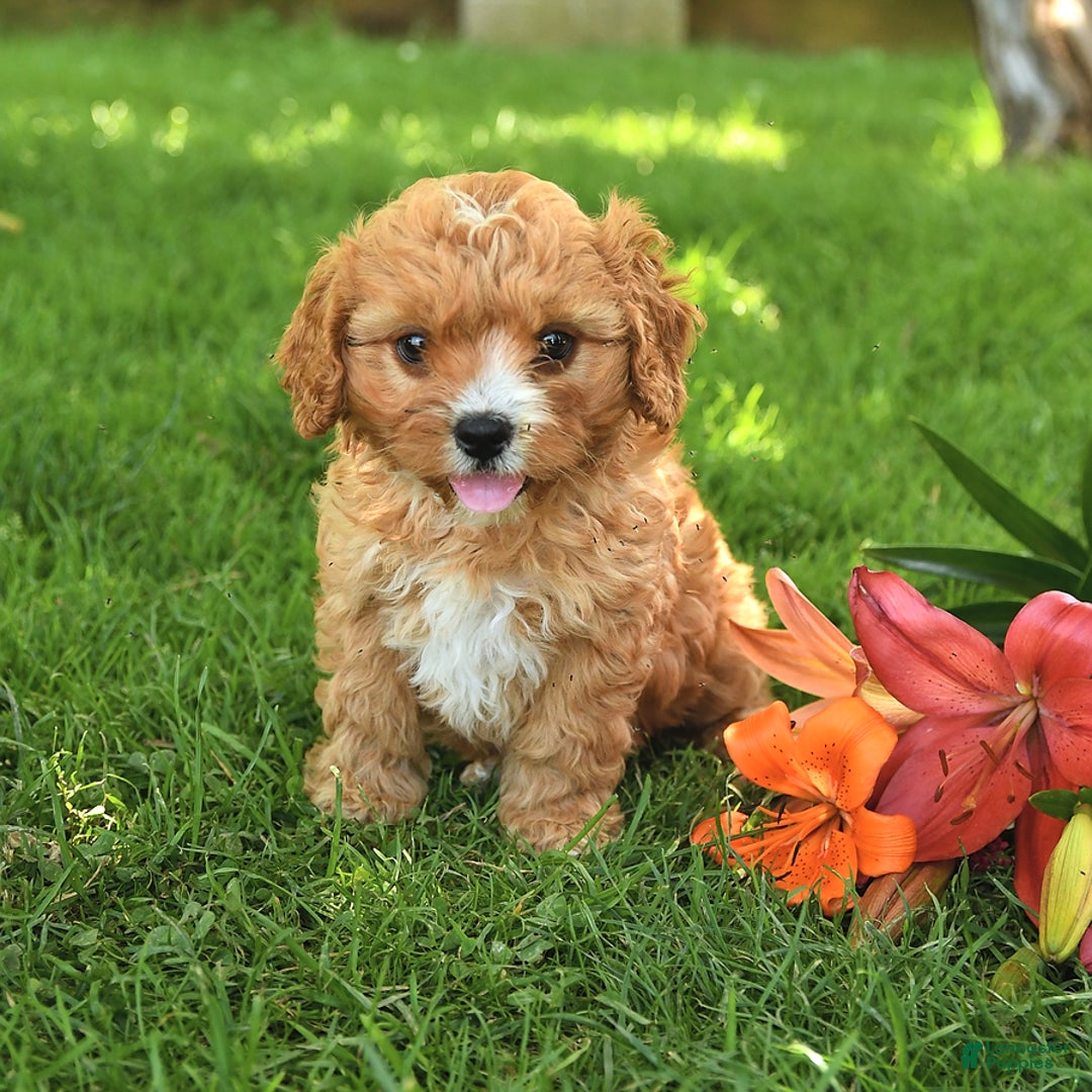 Cavapoo dogs for sale: Cuddles - Image 6