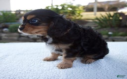 Cavalier King Charles Spaniel dogs for sale: Cooper - Image 5